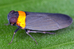 Image of Plectoderes collaris