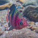Black Ruby Barb - Photo (c) Asanka Gallege, all rights reserved, uploaded by Asanka Gallege