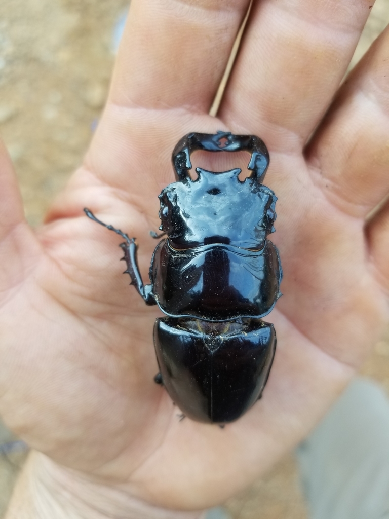 Mesotopus tarandus from Jaedae Jaedepo, LR-SI, LR on February 05, 2021