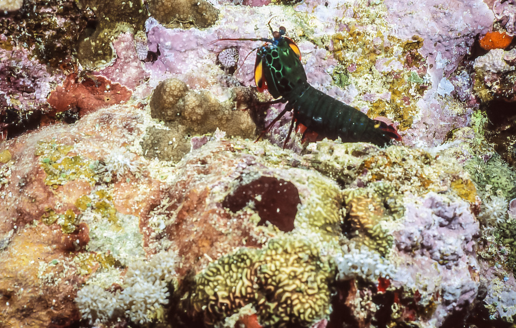 Peacock mantis shrimp