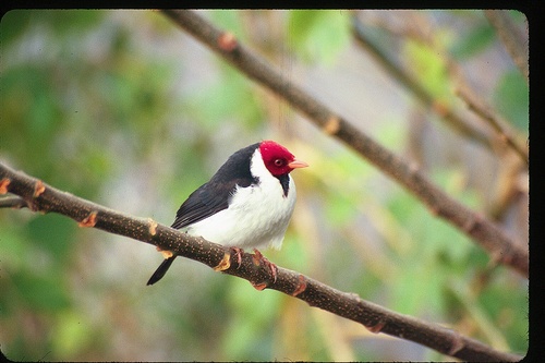 Yellow-billed Cardinal