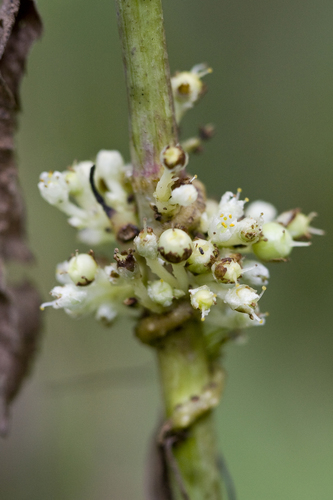 hazel dodder (Cuscuta coryli)