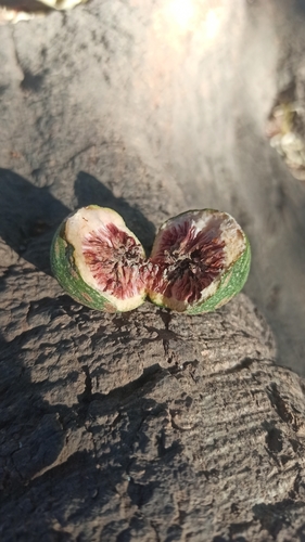 Ficus insipida - Whole tree