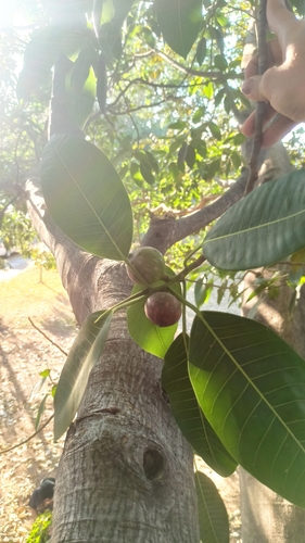 Ficus insipida - Leaves