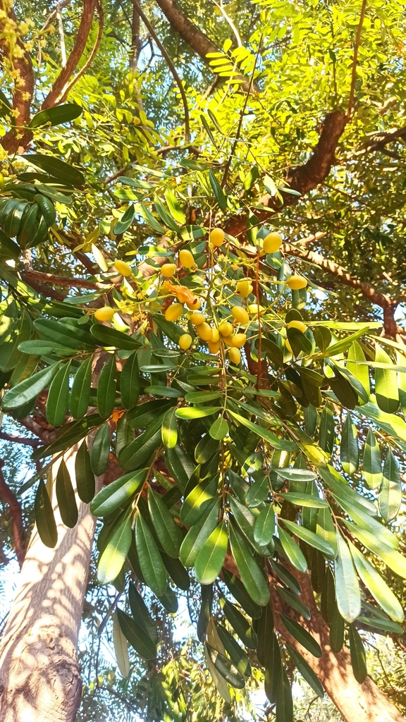 Paradise Tree from Esmeralda, Colima, Col., México on February 7, 2021 ...