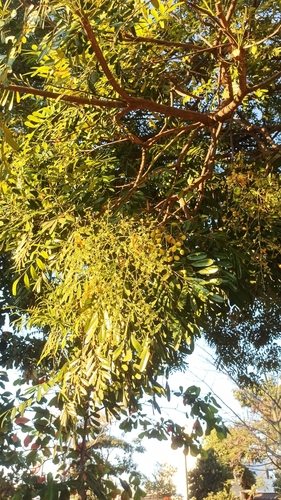 Simarouba amara - Leaves