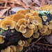 Luminescent Panellus - Photo (c) Mark A Ray, all rights reserved, uploaded by Mark A Ray