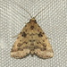 Common Arugisa Moth - Photo (c) Ed Corey, all rights reserved, uploaded by Ed Corey