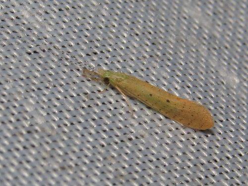 Nectopsyche pavida (Hagen, 1861)