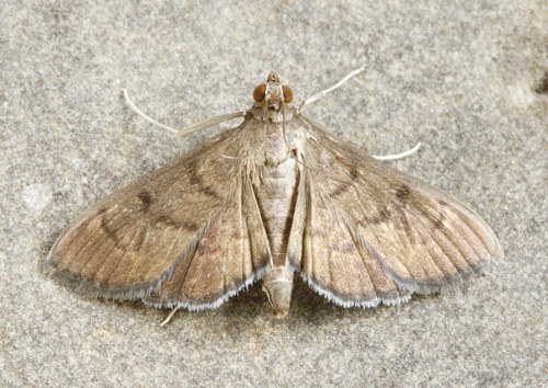 Eggplant Webworm Moth