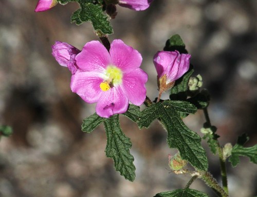 Sphaeralcea fendleri var. venusta