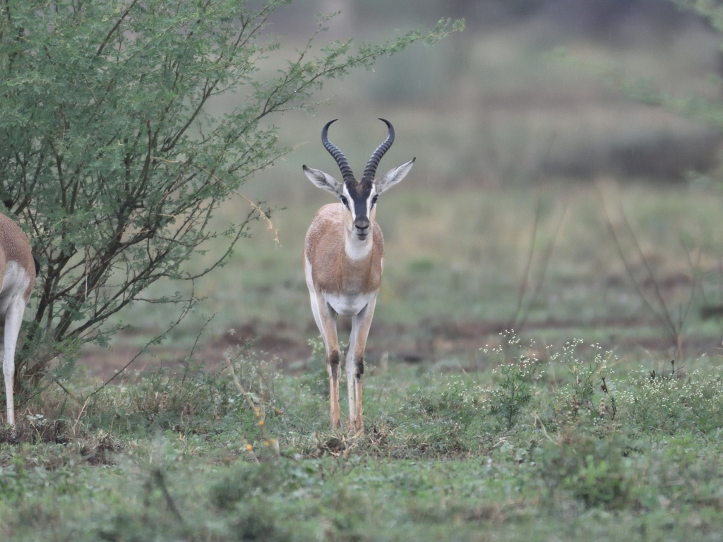 Sömmerring's Gazelle in June 2018 by Clayton Burne. Photo to follow
