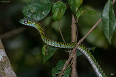 Rhamnophis aethiopissa image