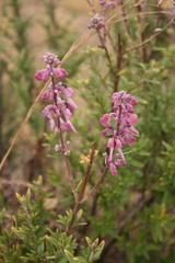 Image of Alvesia rosmarinifolia