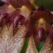 Bulbophyllum longiflorum - Photo (c) Chien Lee, todos los derechos reservados, uploaded by Chien Lee