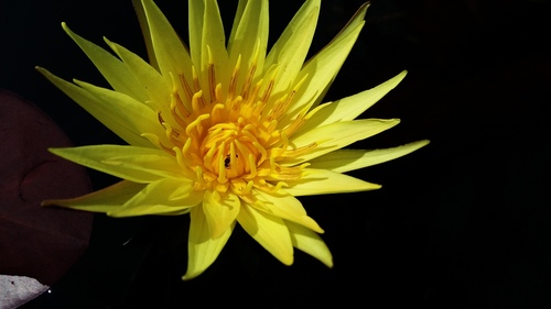 Nymphaea sulphurea