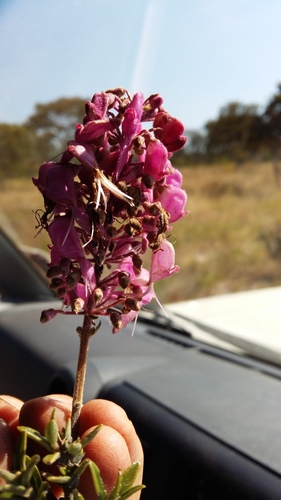Alvesia rosmarinifolia