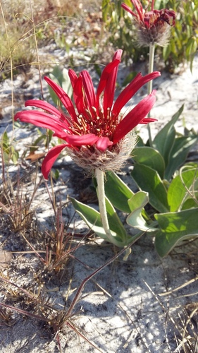 Pasaccardoa baumii