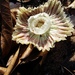 Napoleonaea gossweileri - Photo (c) Nigel Barker, all rights reserved, uploaded by Nigel Barker
