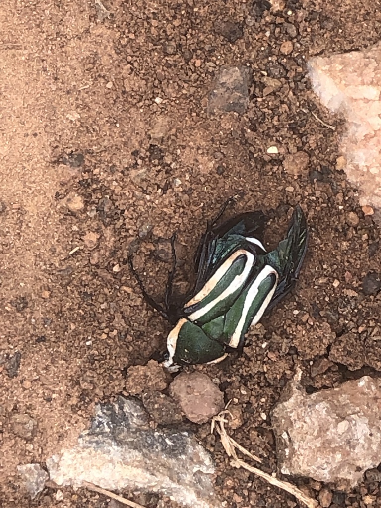 Giant Emerald Fruit Chafer From Mutende Road, Lusaka, Lusaka, Zm On 