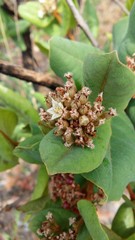 Image of Psorospermum febrifugum