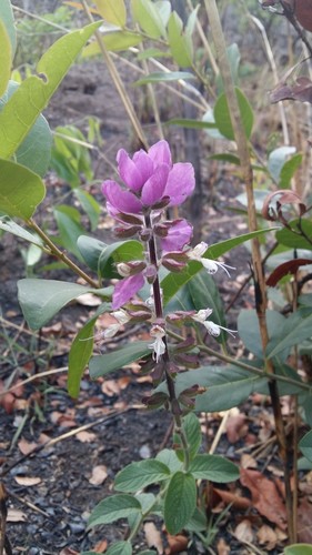 Purpletop Sagebush