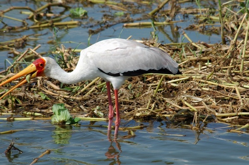 Yellow-billed Stork