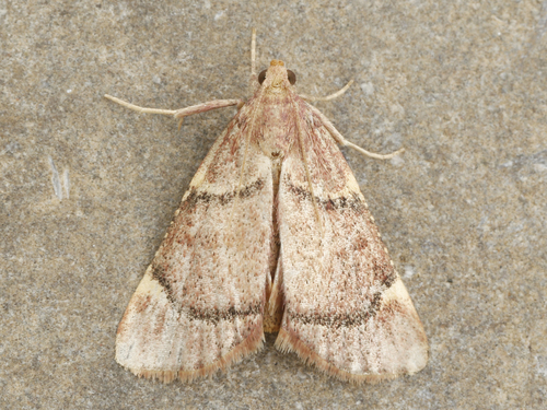 Hypsopygia thymetusalis Walker, 1859