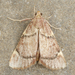 Spruce Needleworm Moth - Photo (c) David Beadle, all rights reserved, uploaded by David Beadle