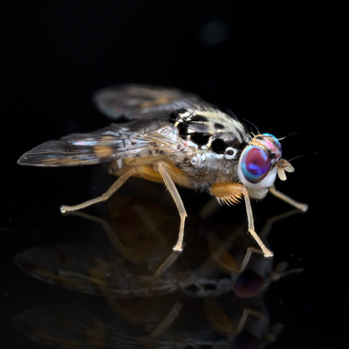 Mediterranean Fruit Fly