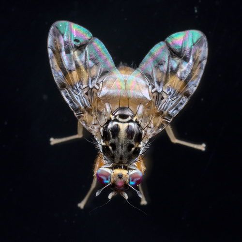 Mediterranean Fruit Fly