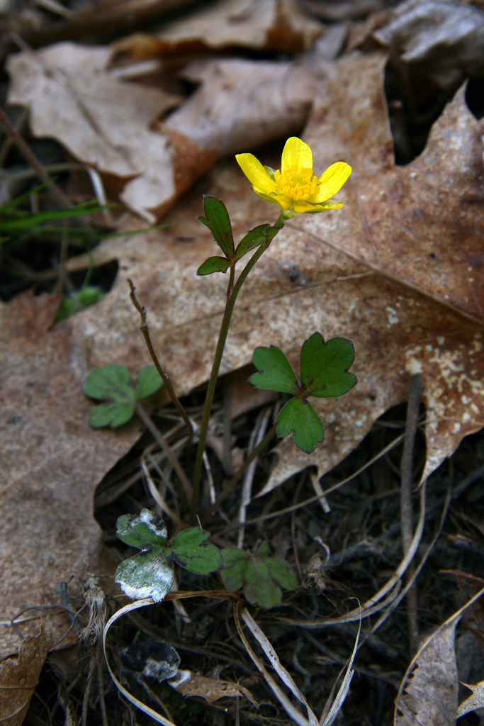 Hispid buttercup