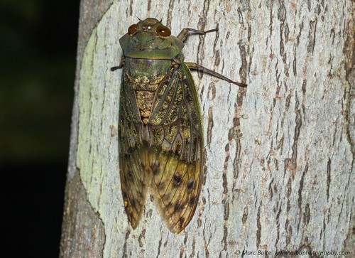 Ugada giovanninae