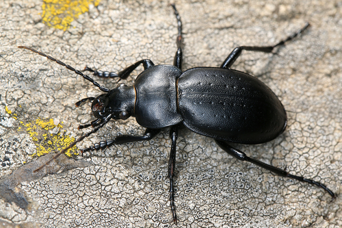 Carabus hungaricus Fabricius, 1792