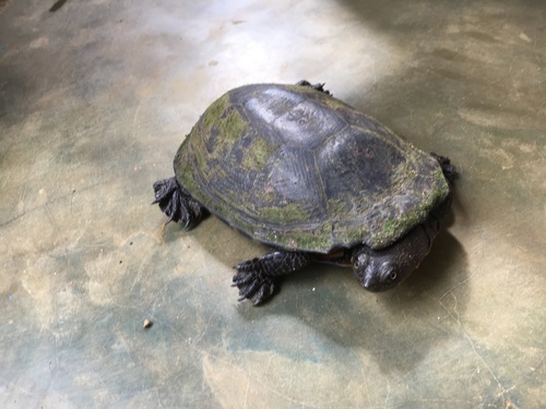 Tuberculate Toad-headed Turtle