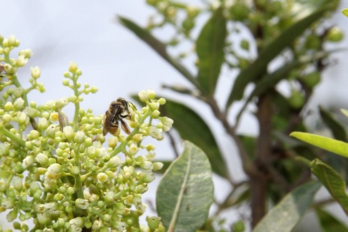 photo of Brues' Mini-digger (Exomalopsis bruesi)