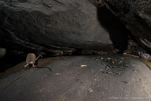 Web-footed Tenrec