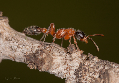 Graceful Twig Ant