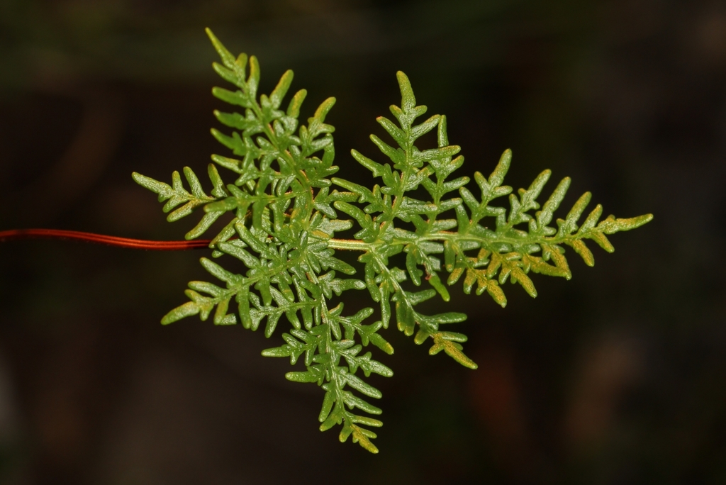 Cheilanthes