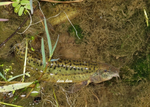 Paramisgurnus dabryanus Dabry de Thiersant, 1872