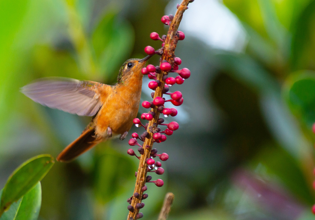 Rufous-breasted Sabrewing photo