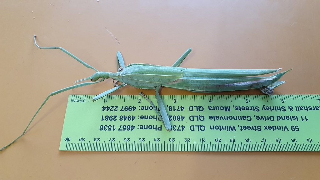 Sjöstedt's Graceful Stick Insect from Winton QLD 4735, Australia on ...