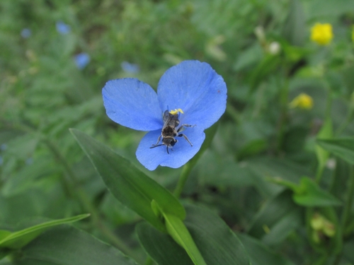 photo of Mining Bees (Andrenidae)