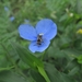 photo of Mining Bees (Andrenidae)