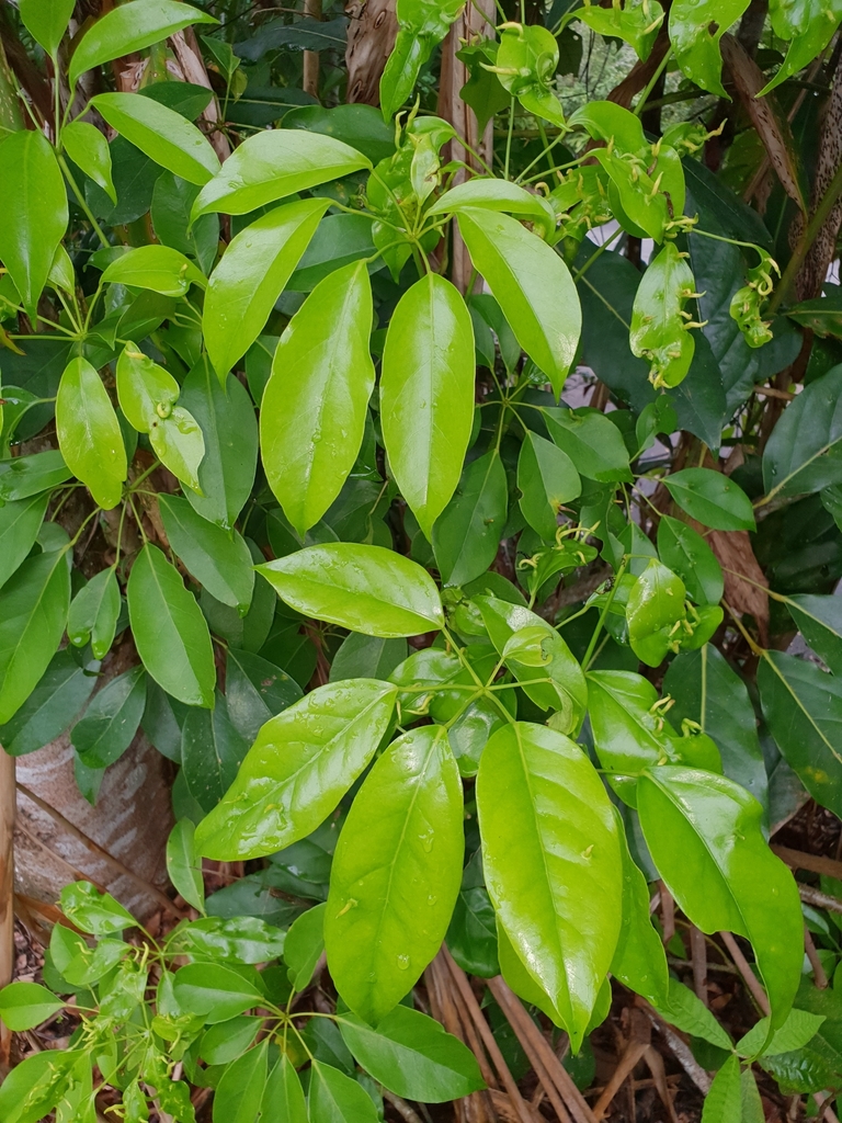 Heptapleurum ellipticum (Heptapleurum ellipticum)