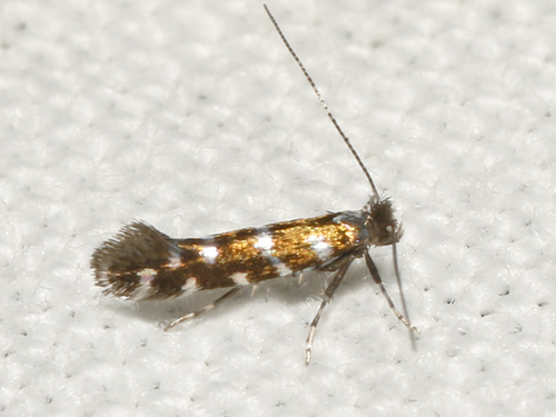 Parornix preciosella (Dietz, 1907)