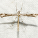 Stenoptilia coloradensis - Photo (c) David Beadle, todos los derechos reservados, uploaded by dbeadle