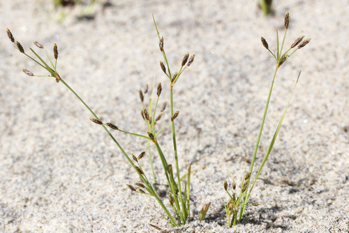 slender fimbry (Fimbristylis autumnalis)