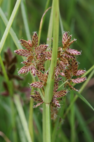 Cyperus diandrus