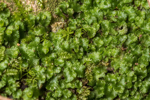 Clevea spathysii